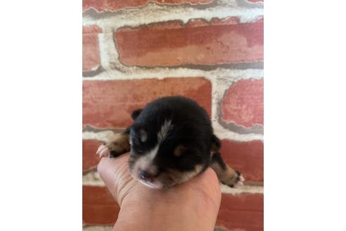 成約済の福岡県の豆柴-129798の10枚目